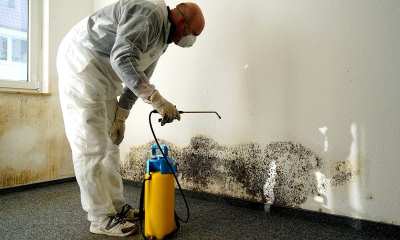 Как самостоятельно и с помощью профессионалов убрать черную плесень со стен?