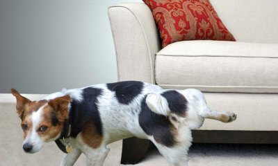 Как и чем быстро, результативно и без особых усилий вывести запах собачьей мочи с обивки дивана?